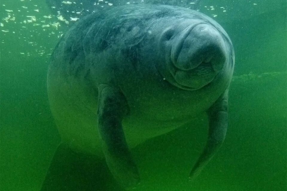 Ламантин в Южной Америке. Амазонский Ламантин (Trichechus inunguis). Бразильский Ламантин.