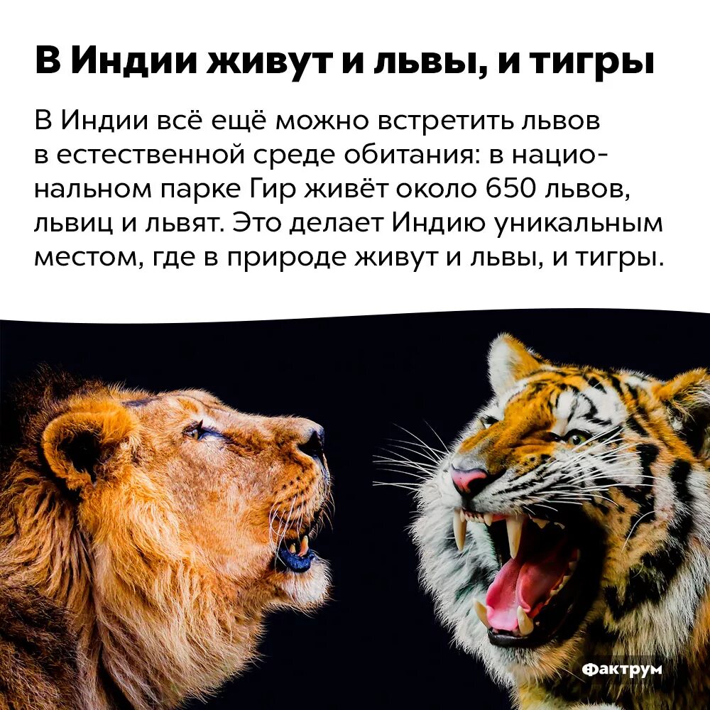 Почему лев изменяет