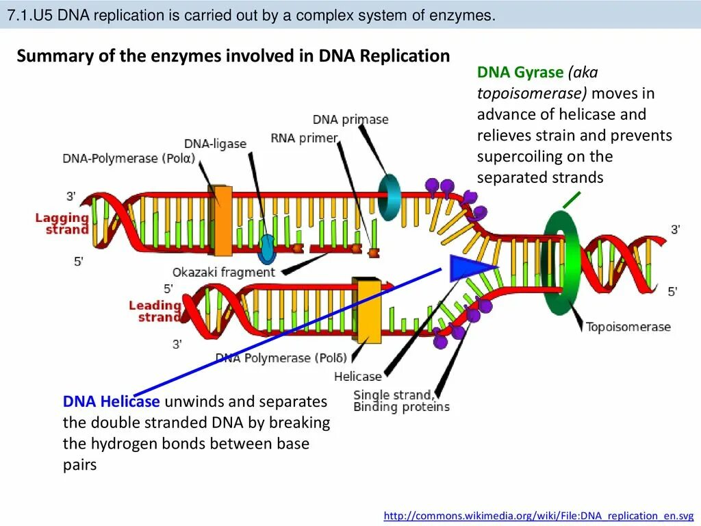 DNA Replication. Enzymes DNA. Репликация ДНК В хлоропластах. Топоизомераза в репликации ДНК.