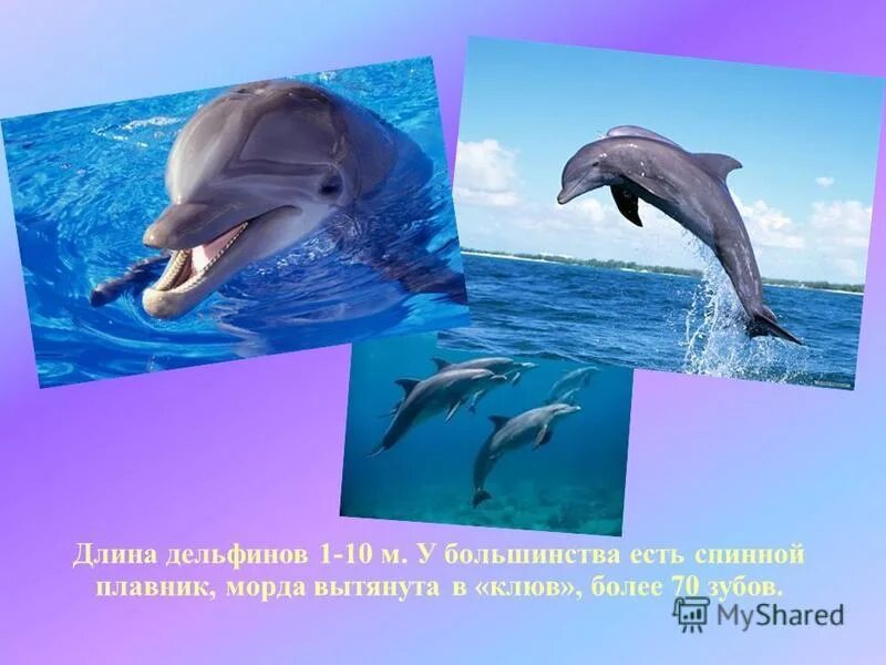 будет ли дельфин 4. энцо майорка и дельфин. амазонская иния дельфин. дельфины фото. много дельфинов в черном море.