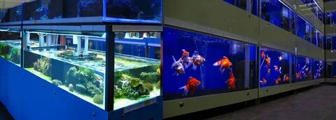 Аквариумный интернет магазин в москве
