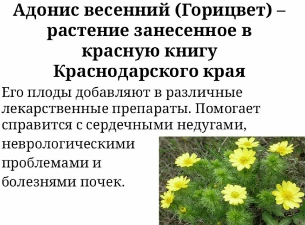 Презентация Первоцветы Адыгеи, занесённые в Красную Книгу