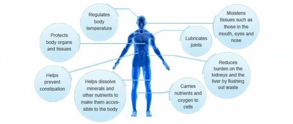 Protect your body. The regulatory body. importance of water. bodily fluids. benefits of water to body.