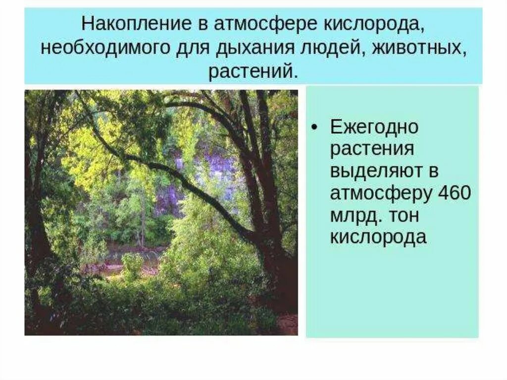 Накопление кислорода в атмосфере. Растения обогащают воздух кислородом для дыхания. Растения выделяют кислород. Роль растений в атмосфере. Важную роль накопления кислорода в атмосфере играют