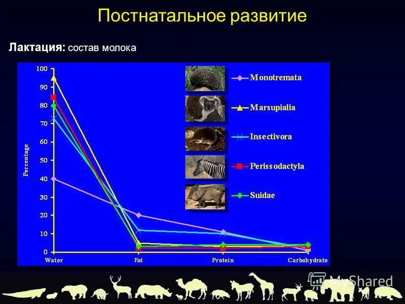 Лактации состав. Жизненный цикл млекопитающих. Фазы постнатального периода у млекопитающих. Репродукция биологическая. Развитие лактации.