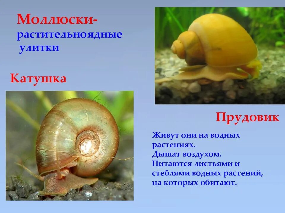 Моллюски обитающие в воде дышат