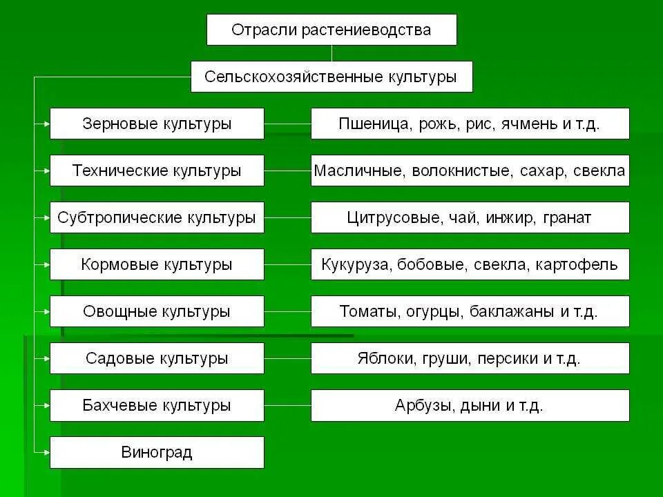 Классификация отраслей растениеводства. Структура растениеводства таблица. Техническая отрасль растениеводства. Отрасли растениеводства в России. Сх что означает