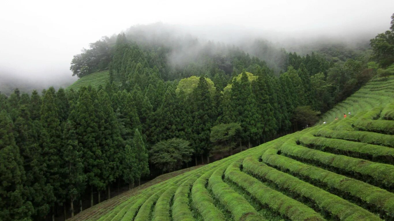 Виды плантаций. Плантация зеленого чая Лунцзин. Чайные поля Посон Южная Корея. Чайные плантации в Кореи. Чайные плантации в Японии.