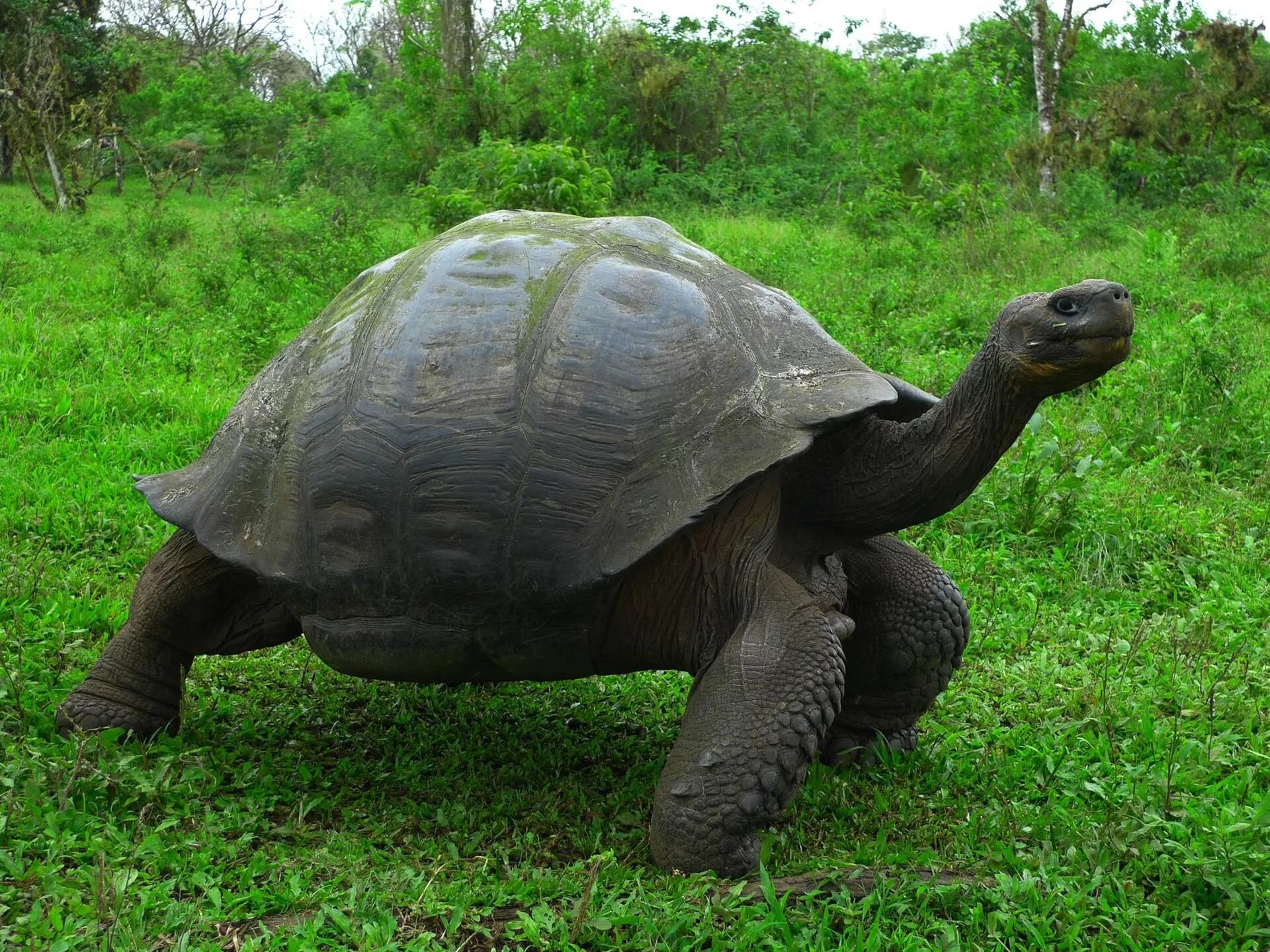 Crazy turtle