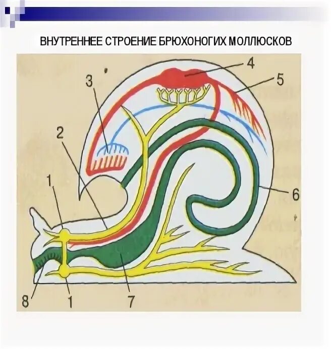 Внешнее и внутреннее строение брюхоногих. Внутреннее строение брюхоногих. брюхоногие моллюски строение. строение брюхоногих моллюсков. структуры брюхоногого моллюска.