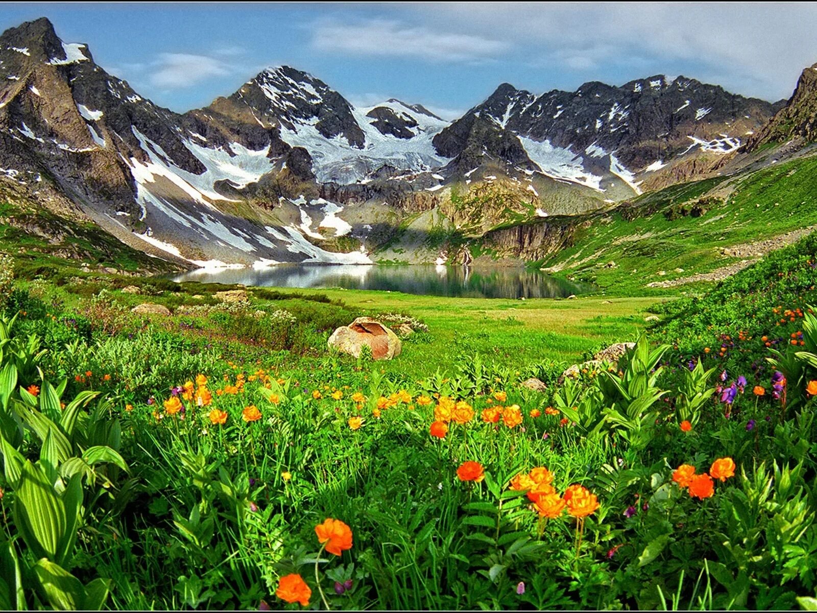 алтайский край горный алтай. южно-чуйский хребет алтай. альпийские луга тянь шаня. горно алтайские горы. белуха горный алтай.