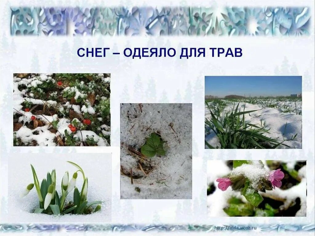 Растения зимой. Растения зимой для детей. Растения под снегом. Растения зимующие под снегом.