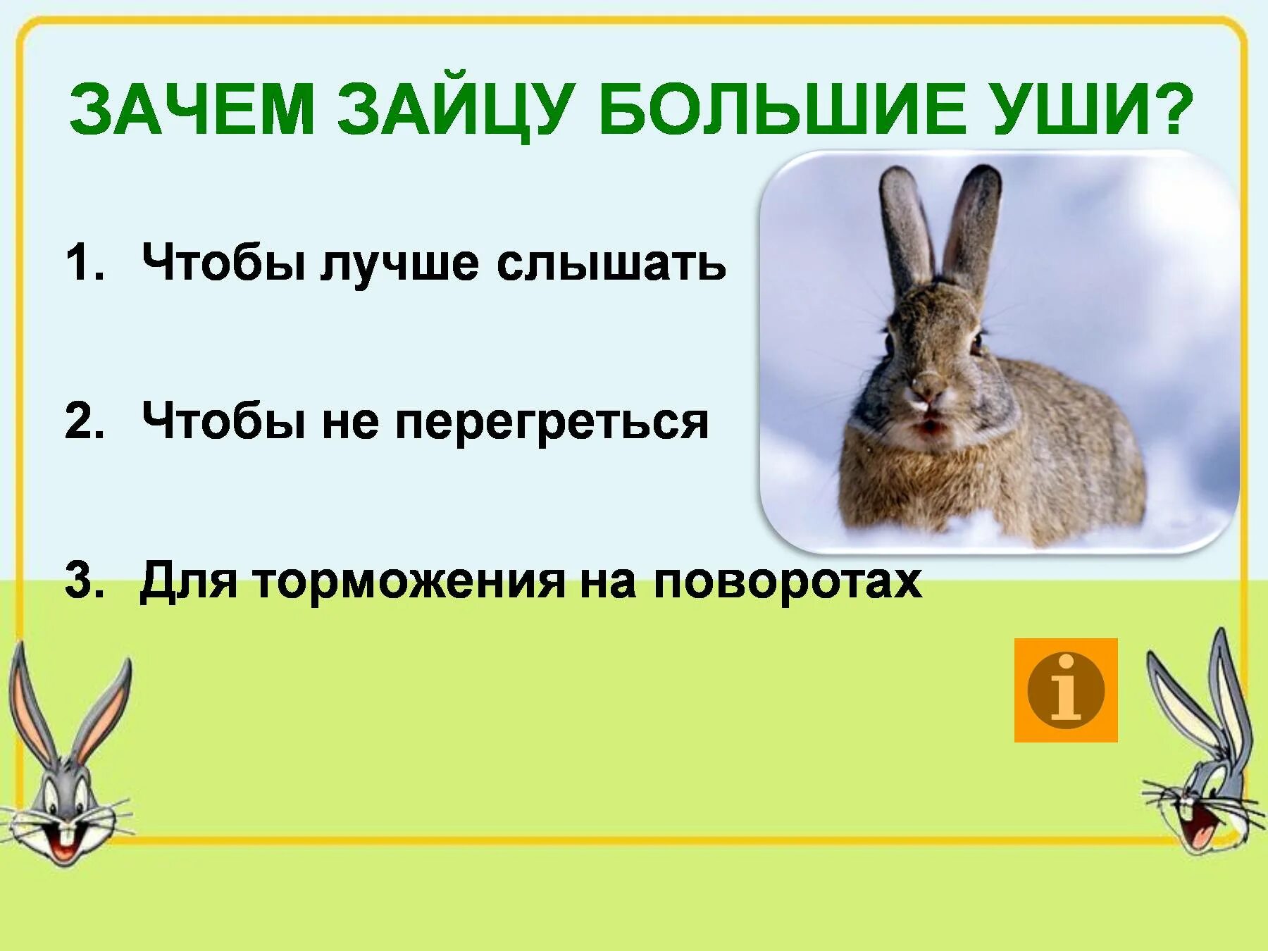 Почему уши у зайцев. Зачем зайцу большие уши. Зачем зайцу длинные уши. Почему у зайца длинные уши. Уши зайца.