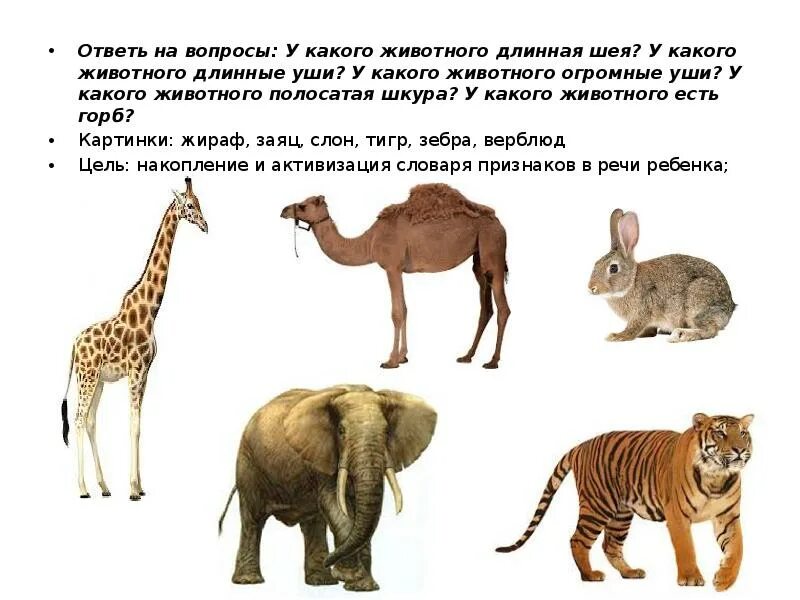 Какую длину имеют животные. У каких животных длинная шея. Длинная шея у животных. У какого животного длинная шея шея. У какого животного длинная широкая шея.
