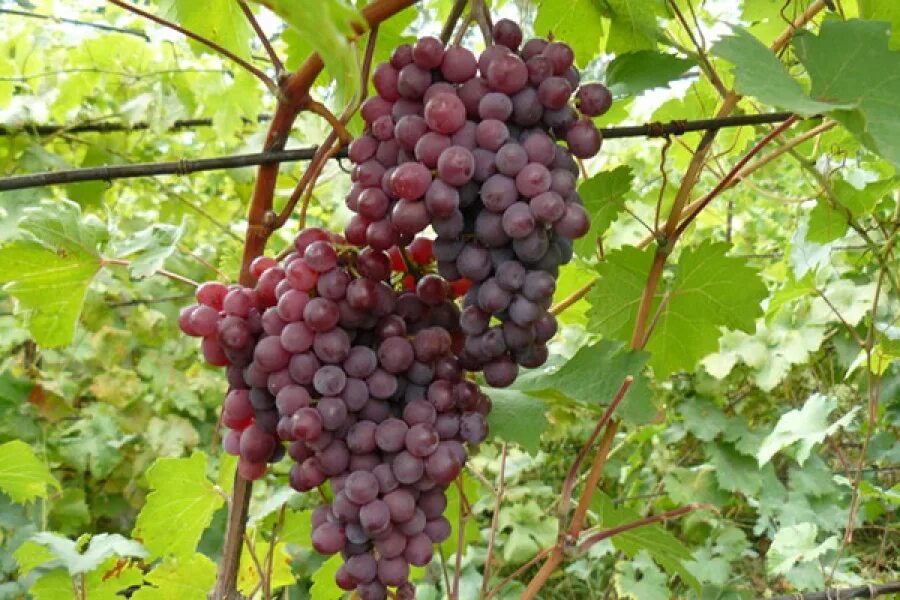 Виноград амурский vitis amurensis. Саженцы амурский прорыв. Саженцы амурский прорыв. Уссурийский виноград. Виноград амурский прорыв.