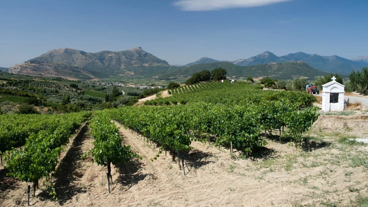 Хозяйство греции. Повардарье македония виноградники. Древняя греция виноградники. Сельское хозяйство греции. Хозяйство греции животноводство.