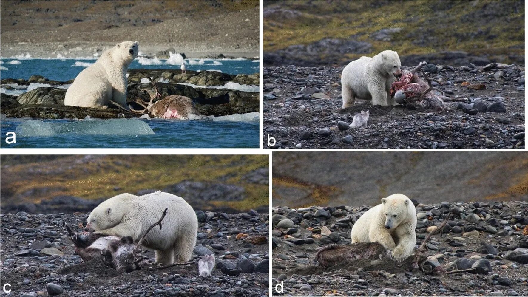 Белый медведь Ursus maritimus. Шпицберген белые медведи. Нападение белого медведя.