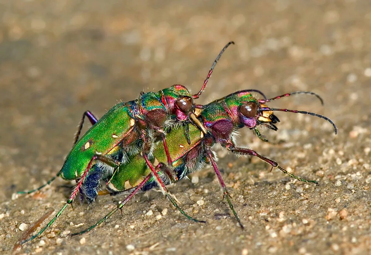 Скакун полевой Cicindela Campestris. Жук скакун. Полевой скакун личинка. Жук зеленый скакун.