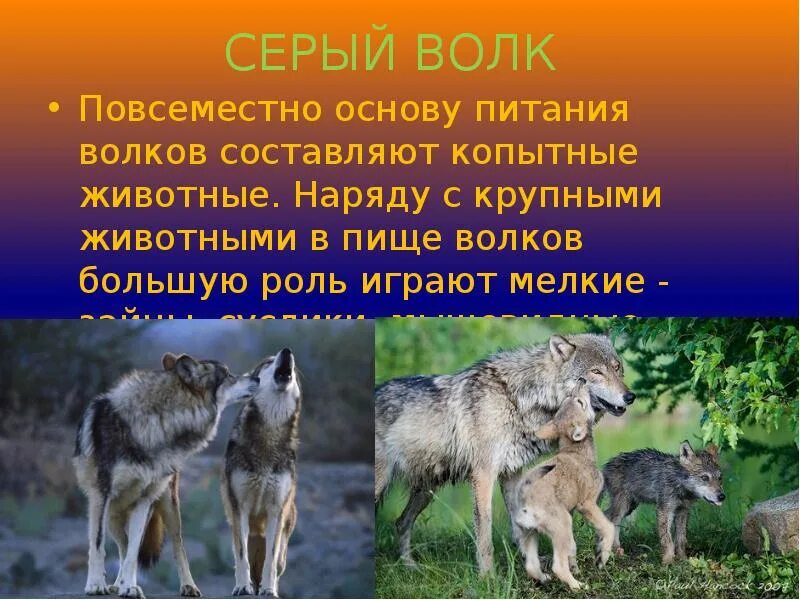 Волк способ питания у животных. Волк способ питания у животных