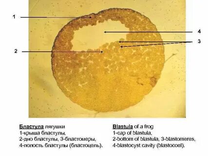 Яйцеклетка лягушки