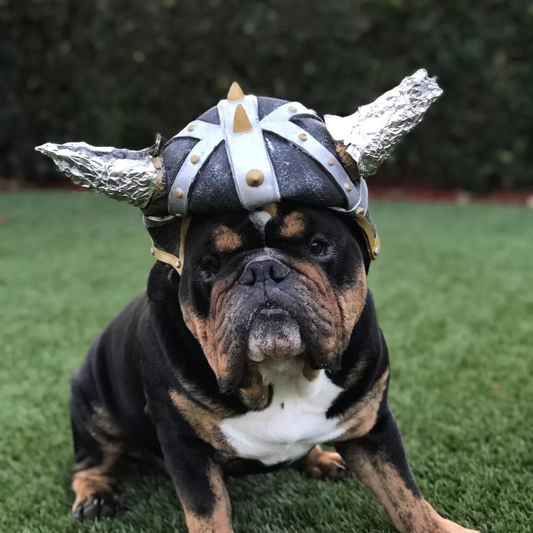 Смешные бульдоги фото