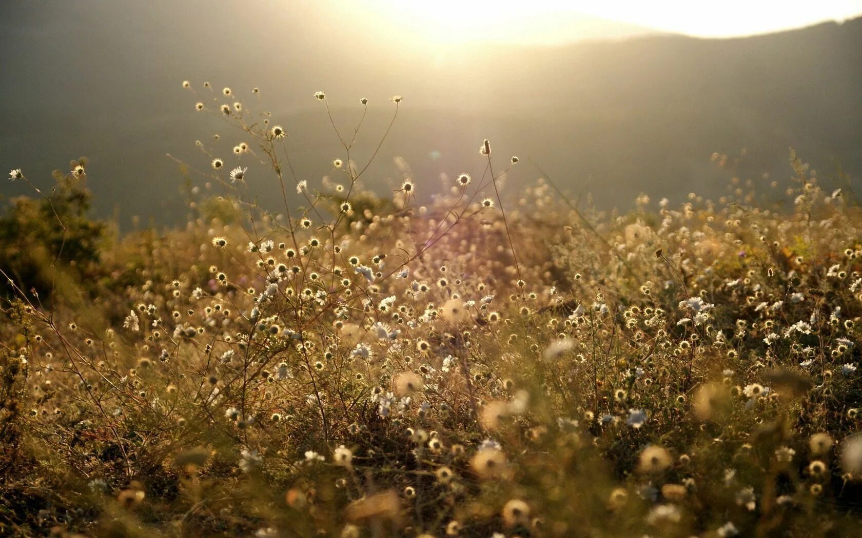 Nature shine. Природа в пастельных тонах. Цветочное поле в лучах солнца. Лето Эстетика. Солнечное утро Эстетика.