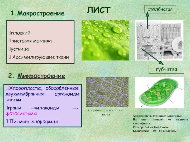 Организмы с хлоропластами. Органоиды клетки хлоропласты. Ткани листа с хлоропластами. Клетки губчатой ткани листа. Хлоропласты в столбчатой ткани.