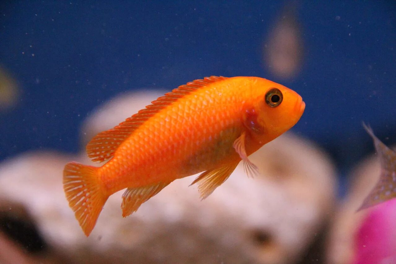 Оранжевая аквариумная рыбка. Цихлида Псевдотрофеус Зебра красная. Цихлиды Псевдотрофеус Зебра. Псевдотрофеус Зебра малавийские цихлиды. Цихлида Псевдотрофеус Зебра.