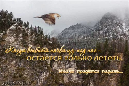 Летать как птица цитаты. Статусы про птиц. цитаты про птиц со смыслом. цитаты про птиц. красивые статусы.