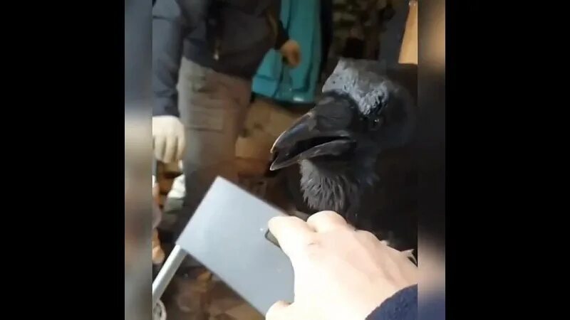 Ворон гаврюша. Карлуша говорящий ворон. Карлуша говорящий ворон. Ворон карлуша говорит. Ворон карлуша говорит.