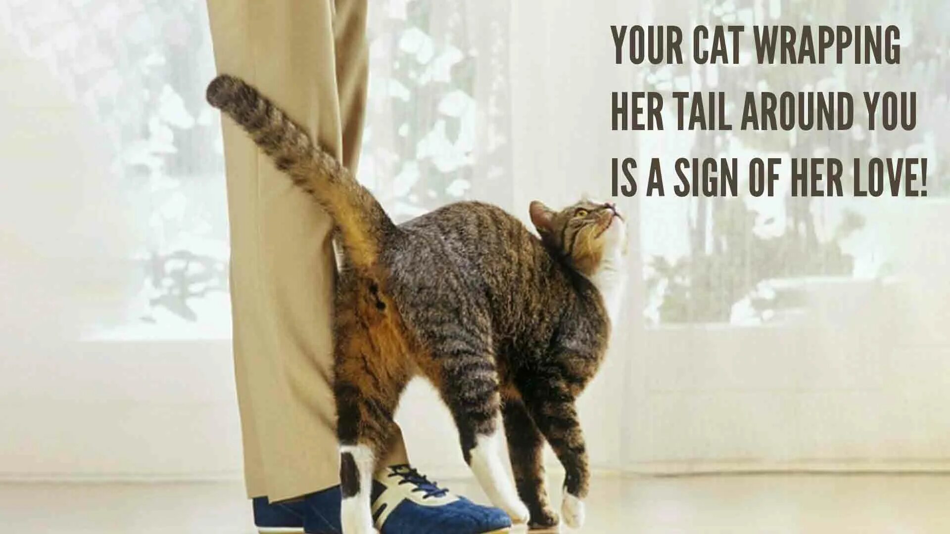 Now only cats will follow me