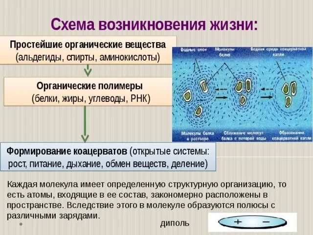 Биологический полимер несущий генетическую информацию. Теория коацерватов опарина. формирование коацерватов. образование биологических полимеров и коацерватов. схема возникновения жизни.