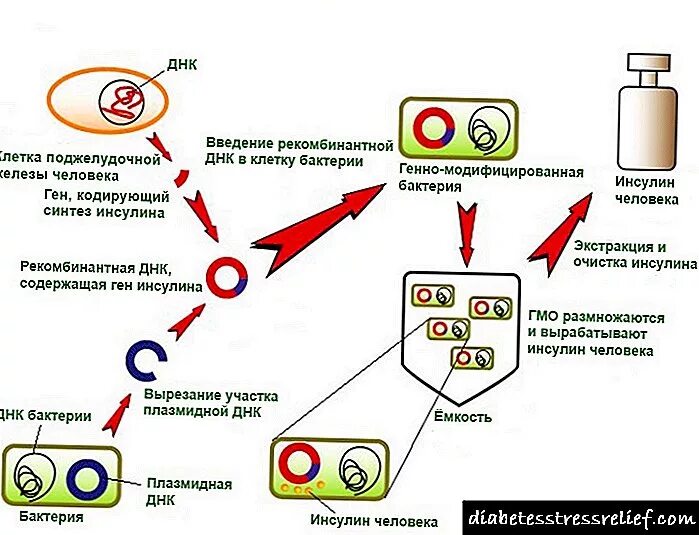 Инсулин получают с помощью. Инсулин бактерии. гендік инженерия.