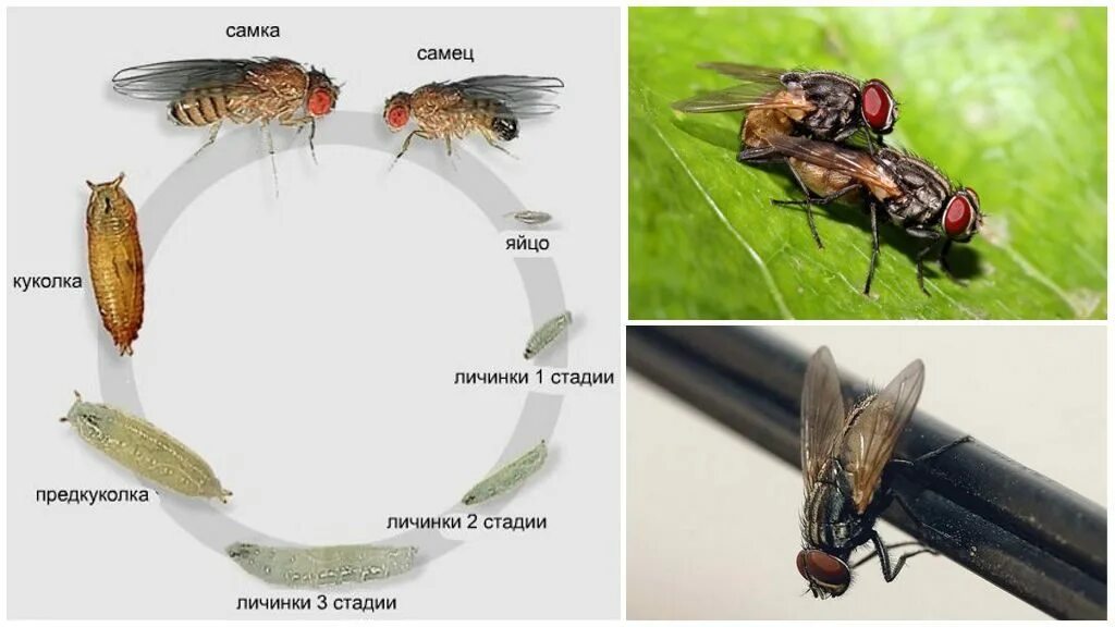 Цикл жизни мухи. Цикл жизни мухи обыкновенной. Личинка комнатной мухи. Жизненный цикл мухи обыкновенной.