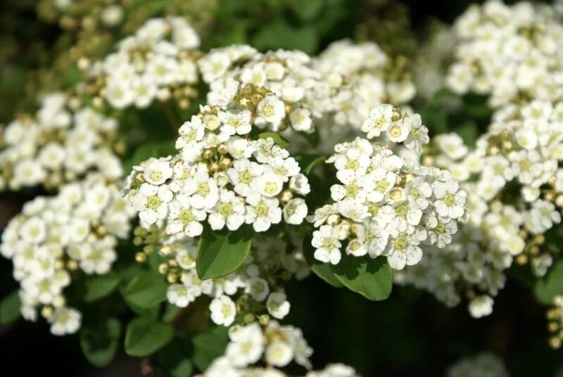 Спирея ниппонская фото. Спирея ниппонская Spiraea nipponica. Спирея ниппонская «флешенфуллер». Спирея ниппонская круглолистная. Спирея ниппонская сорт flachenfuller.