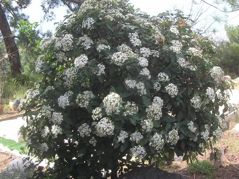 кроссворды для печати сложные. сканворды для печати. сканворд трио. вал в машинах сканворд. современное хвощевание 6 букв сканворд.