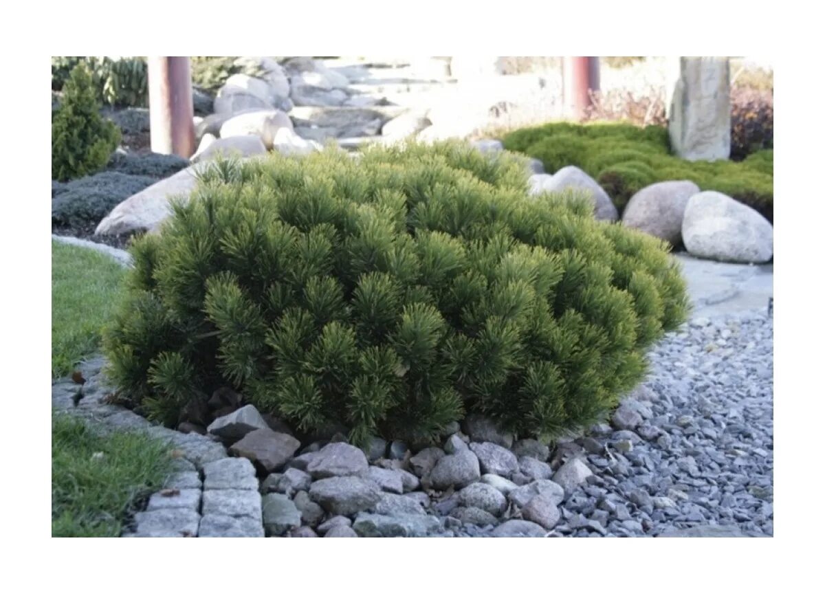 Сосна горная мугус. Сосна горная миникин. Сосна горная пумилио. Pinus mugo columnaris. Сосна горная мугус mughus.