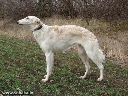 Свора борзых