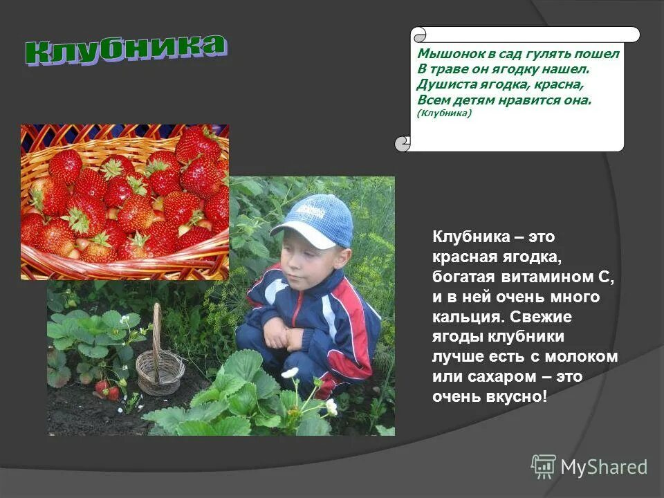 Душистая ягода текст. План сообщения о клубнике. душистая ягодка 4 класс. сообщение о клубнике. доклад по окружающему о землянике.