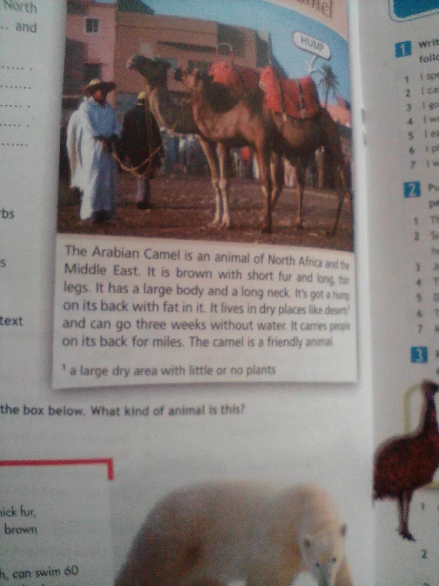 5 read again and complete the sentences. Read the text and complete the sentences. the arabian camel 5 класс. read and complete the sentences ответы. read the text and complete the sentences 4 класс.