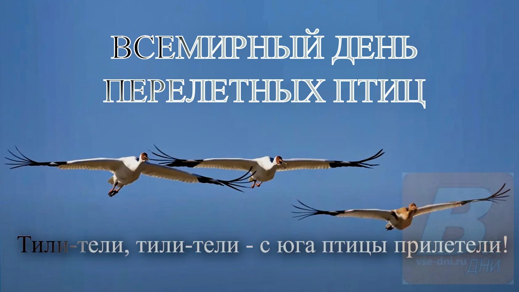 Еще две недели птицы. 14 Мая Всемирный день мигрирующих птиц. Международный день перелетных птиц. Всемирный день мигрирующих птиц 2022. Всемирный день перелетных птиц 2022.