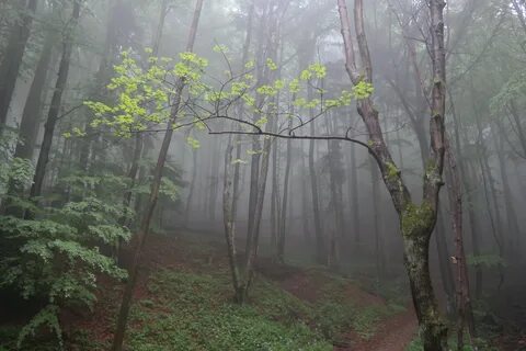 Холодная тропа