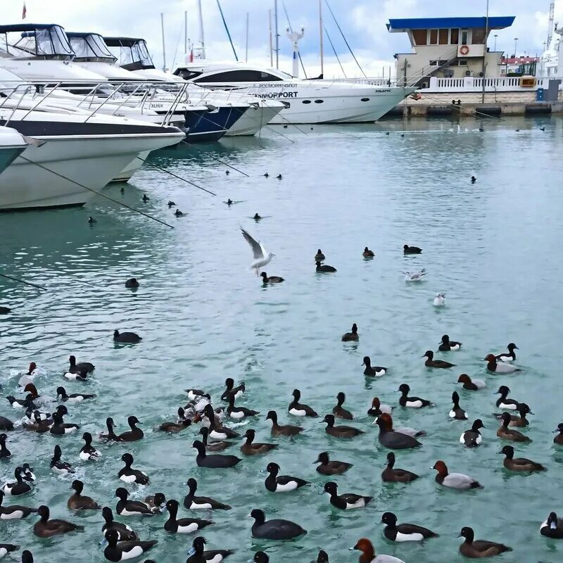 Утки сочи. Дикие утки в астрахани. Утки сочи. Утки сочи. Черная дикая утка нырок.