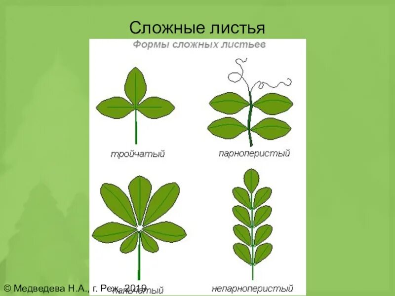 Какие есть формы листьев. Формы сложных листьев. строение сложных листьев. растения со сложными листьями. формы листочков сложных листьев.