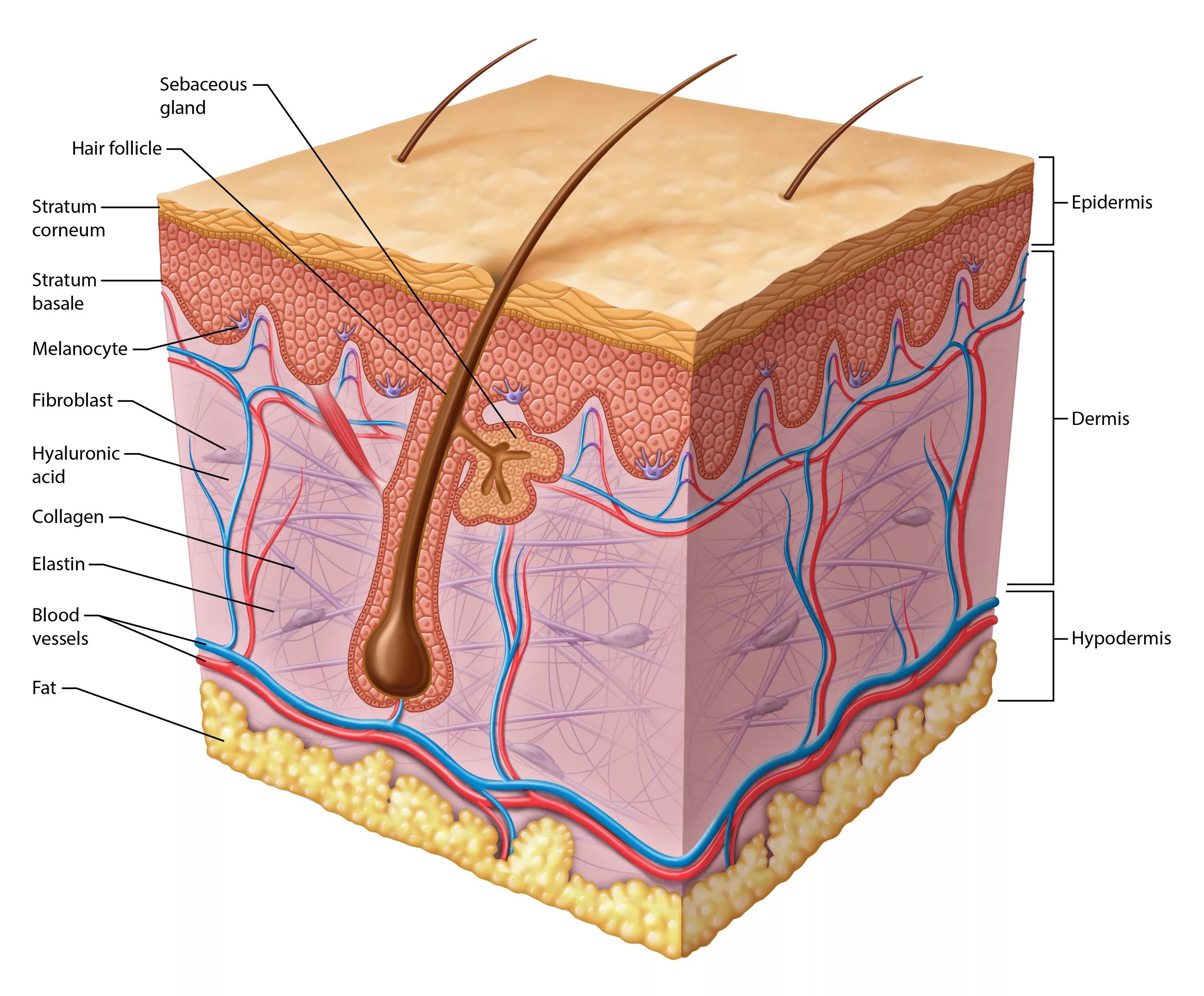 Epidermis layers. Эпидермис эпидермис дерма. Кожа эпидермис дерма. 2.1.1 Эпидермис (epidermis).