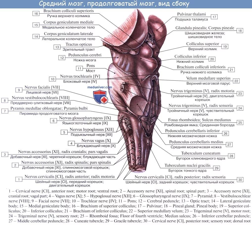 Строение полушарий головного мозга доли борозды извилины. Медиальная поверхность головного мозга анатомия. Головной мозг сагиттальный разрез синельников. Мозг анатомия латынь. Мозговой латынь.