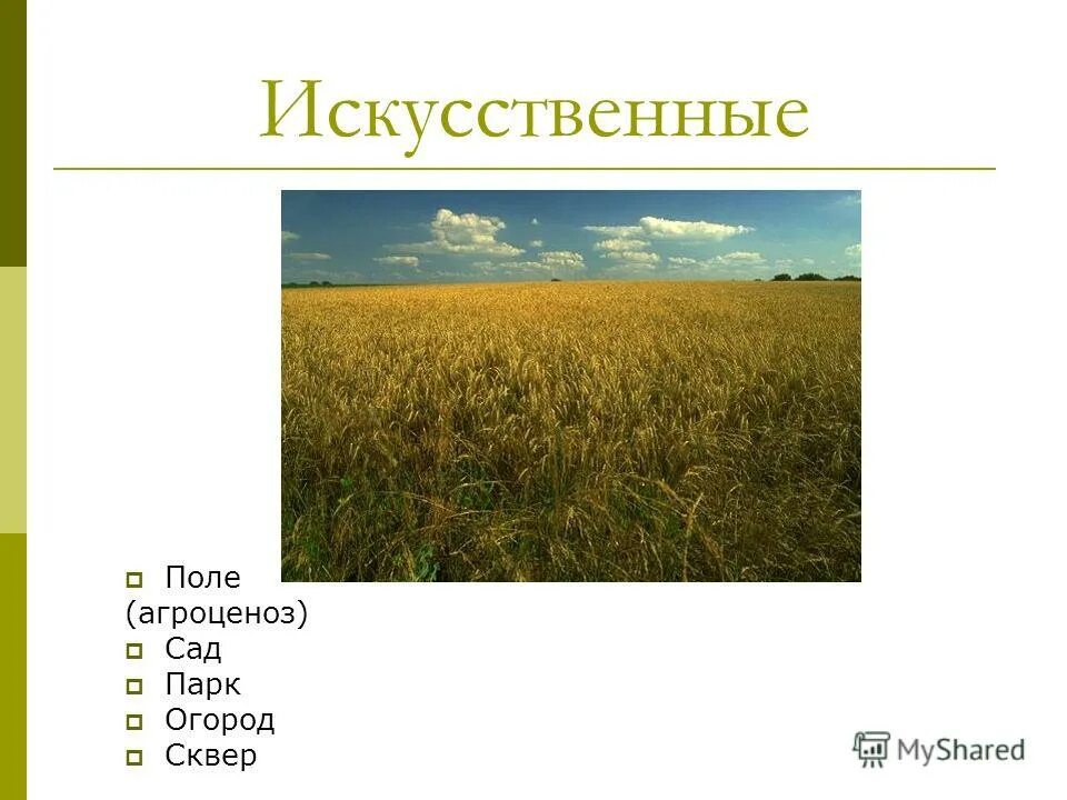 Агроценоз поля. Природное сообщество поле. Искусственное сообщество поле. Искусственное сообщество сад поле.