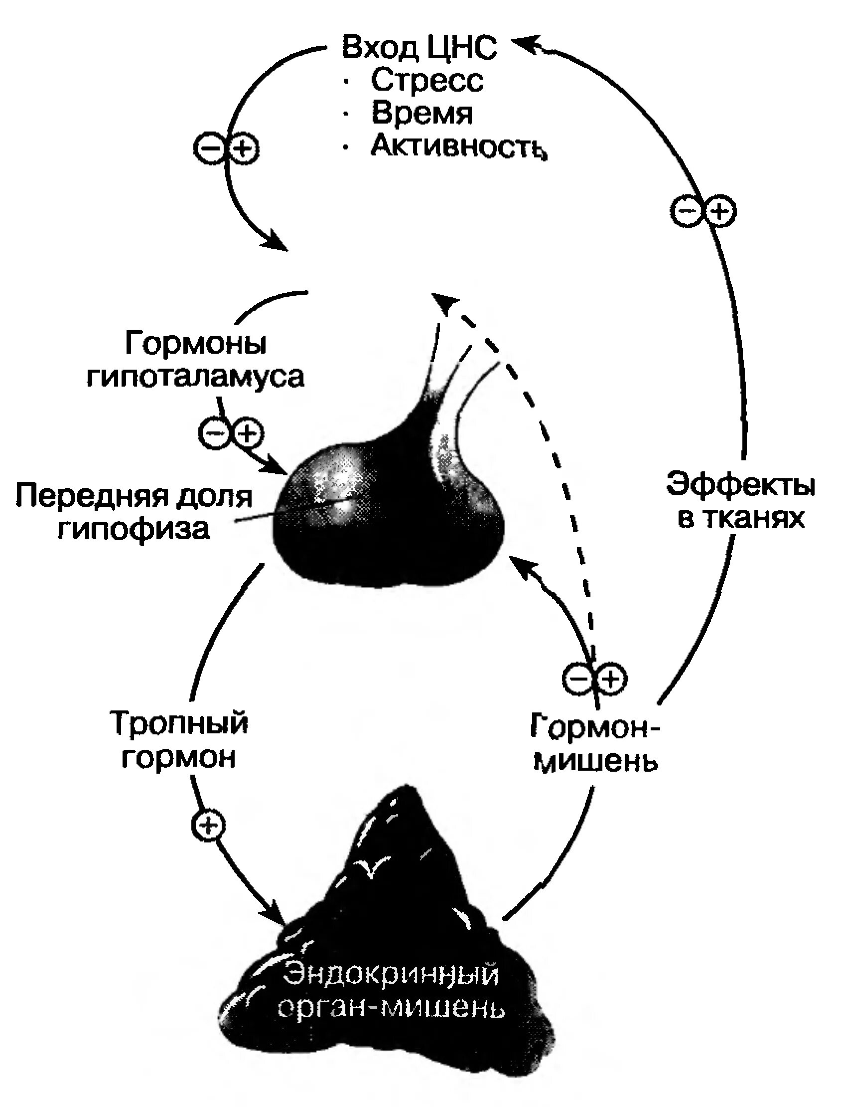 Схема секреция адренокортикотропного гормона. Гормоны гипофиза схема. Гормоны гипофиза и надпочечников. Гормоны надпочечников патофизиология.