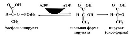 Пировиноградная кислота атф