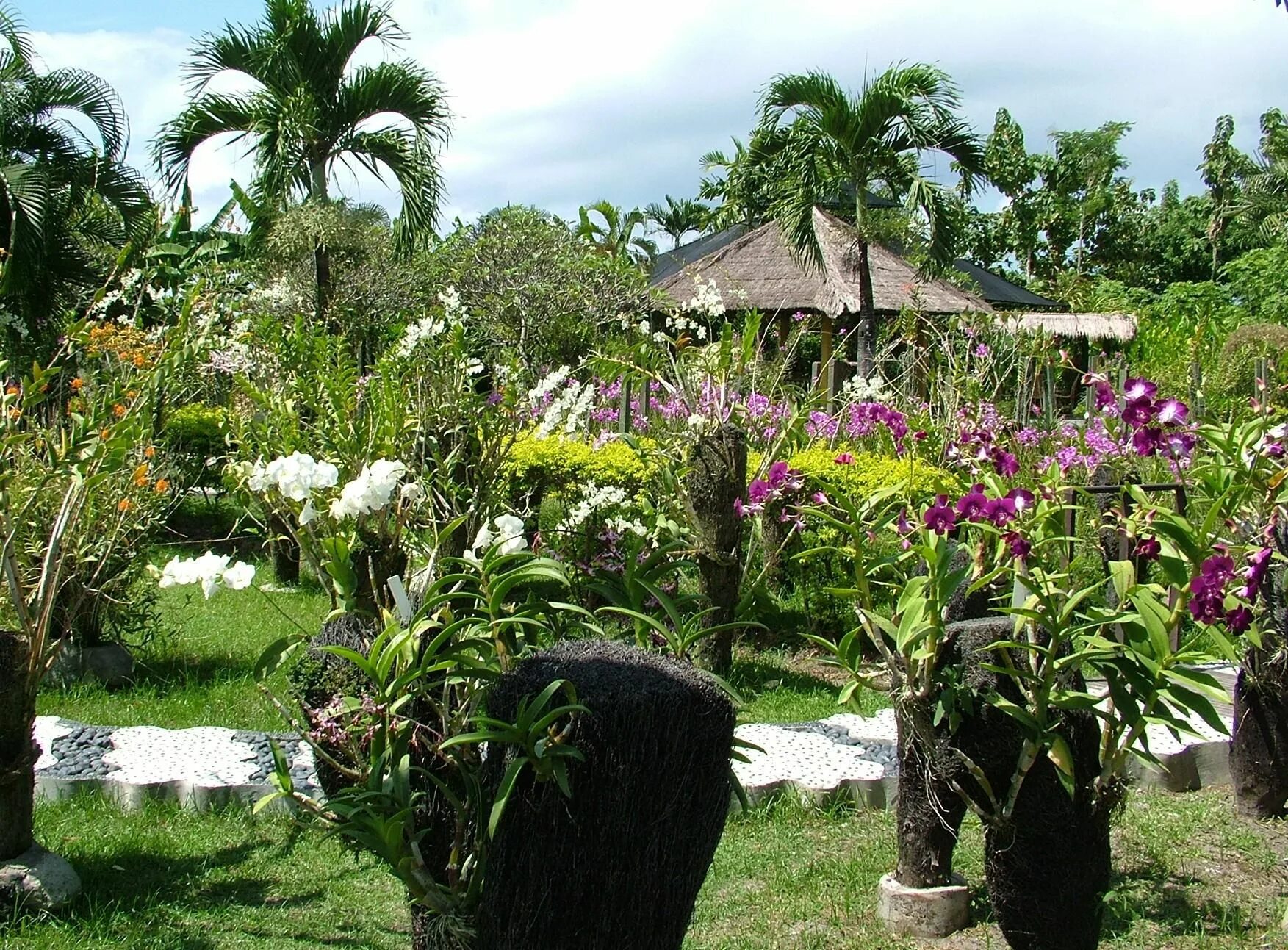 Парк орхидей Бали. Сад орхидей Бали. Сад орхидей (Bali Orchid Garden). Ботанический сад с орхидеями на Бали.